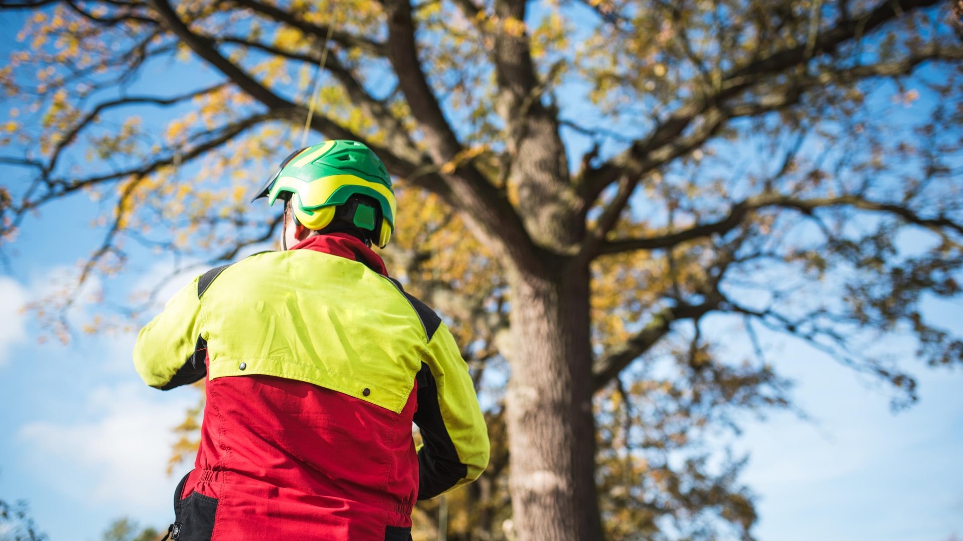 Carolina Tree Removal Pros of Princeton Image